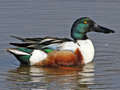 Northern Shoveler